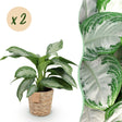 Livraison plante Aglaonema Silver Bay – Lot de 2 – Pot 17 cm – Hauteur 70 cm