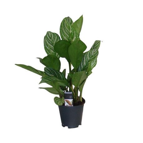 Livraison plante Aglaonema Stripes