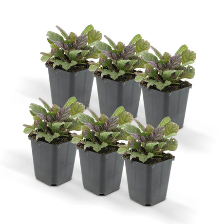 Livraison plante Ajuga reptans 'Burgundy Glow' - Lot de 6