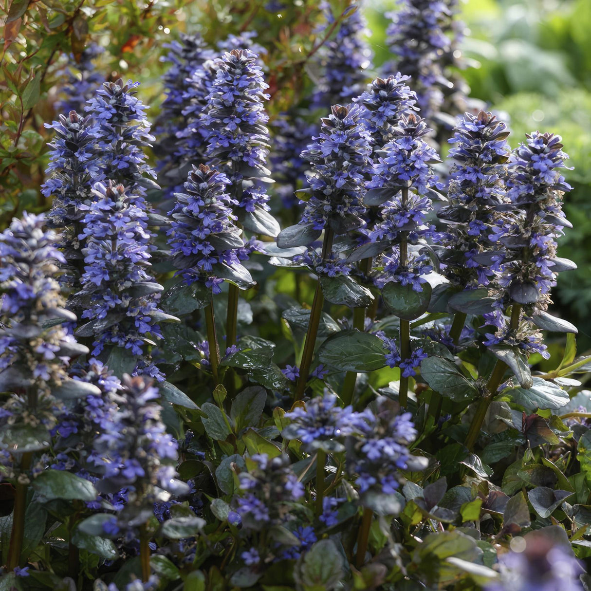 Livraison plante Ajuga reptans - Lot de 6