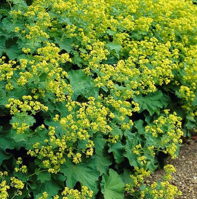 Alchémille Commune (Alchemilla Mollis) 'Mollis'