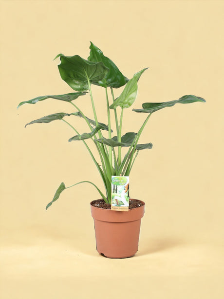 Livraison plante Alocasia Cucculata