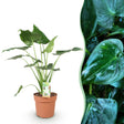 Livraison plante Alocasia Cucullata