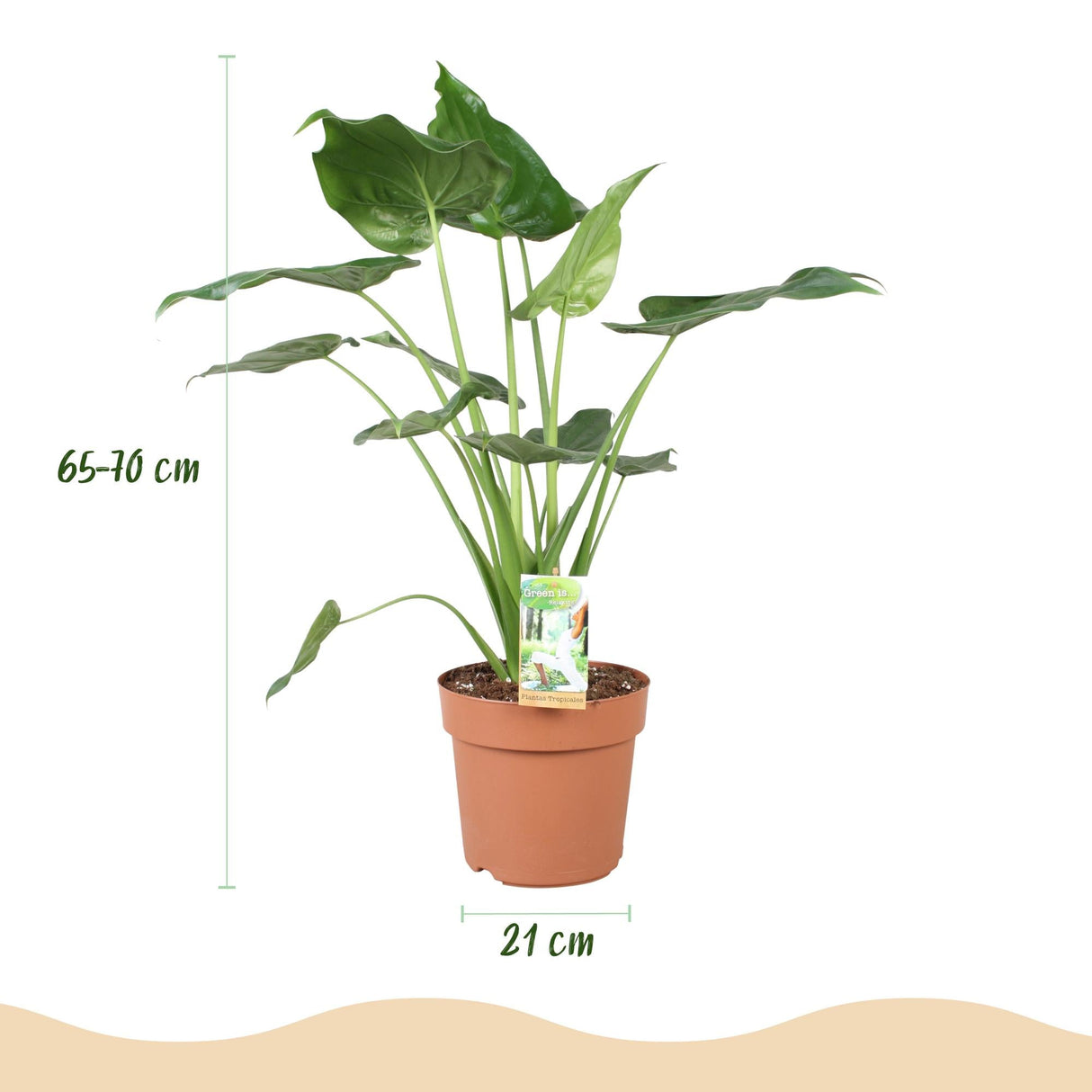 Livraison plante Alocasia Cucullata