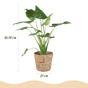 Livraison plante Alocasia Cucullata et panier H65 cm