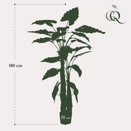 Livraison plante Alocasia plante artificielle - h180cm, Ø15cm