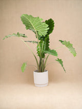 Livraison plante Alocasia Portodora