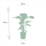 Livraison plante Alocasia Portodora h80cm