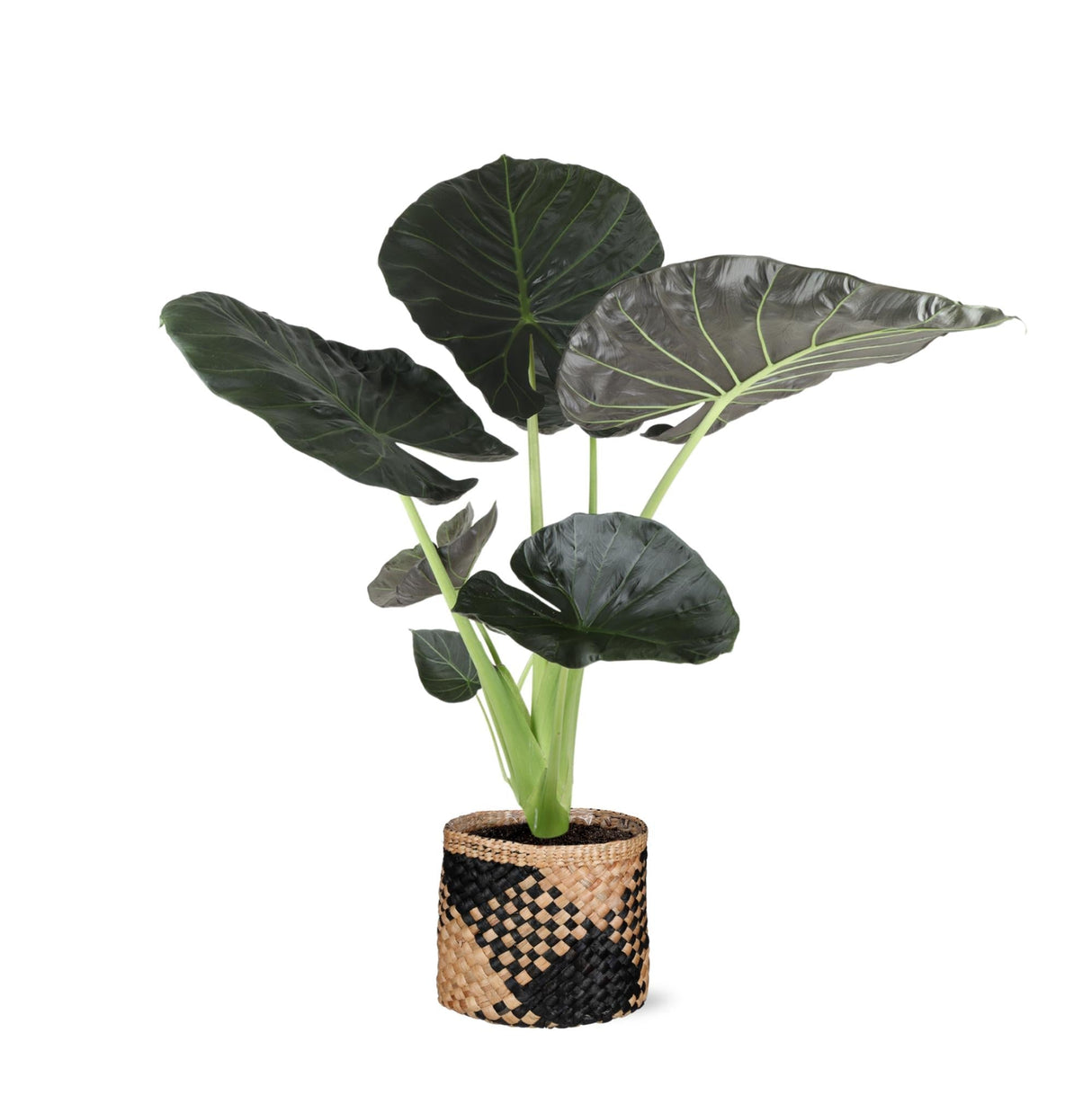 Livraison plante Alocasia Regal Shield et son pot