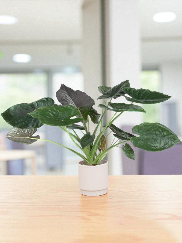 Livraison plante Alocasia Wentii