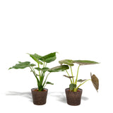 Livraison plante Alocasia Wentii - Lot de 2 plantes - Coffret cadeau