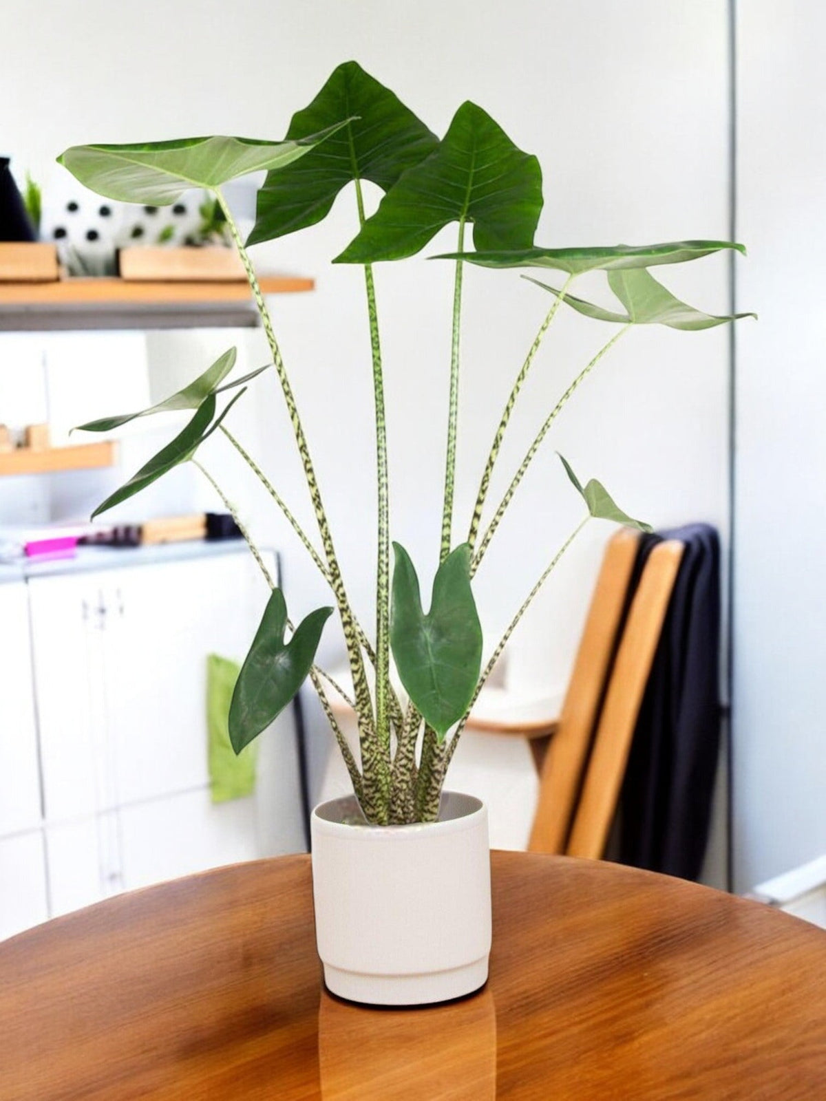 Große Alocasia Zebrina-Pflanze, 130 cm hoch – einzigartig und exotisch