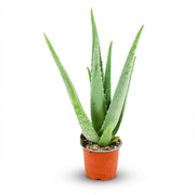 Livraison plante Aloë Vera