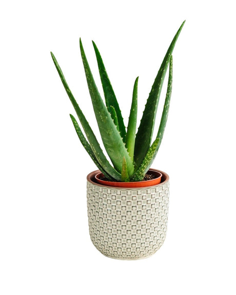 Livraison plante Aloe Vera Barbadensis