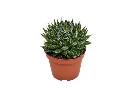 Livraison plante Aloe Zambezi h17.0cm