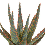 Livraison plante Aloe Zebrina