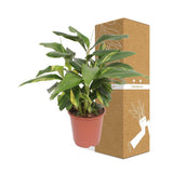Livraison plante Alpinia Zerumbet 'Variegata'