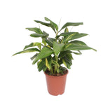 Livraison plante Alpinia Zerumbet 'Variegata'