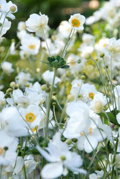 Anémone Du Japon (Anemone x hybrida) 'Honorine Jobert'