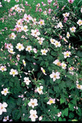 [NL: Anémone Du Japon (Anemone Tomentosa) 'Robustissima']