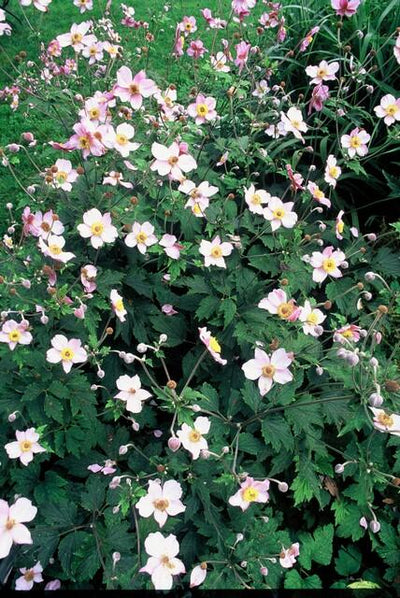[NL: Anémone Du Japon (Anemone Tomentosa) 'Robustissima']