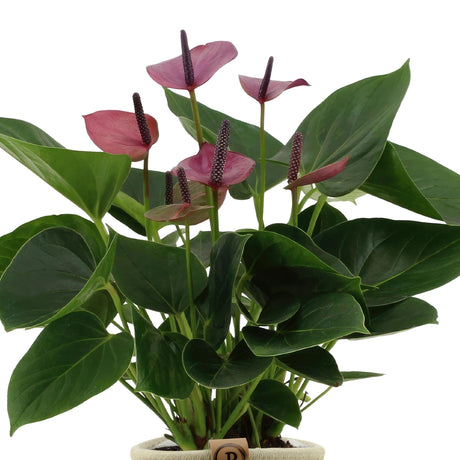 Livraison plante Anthurium andreanum Baby Purple + Pot