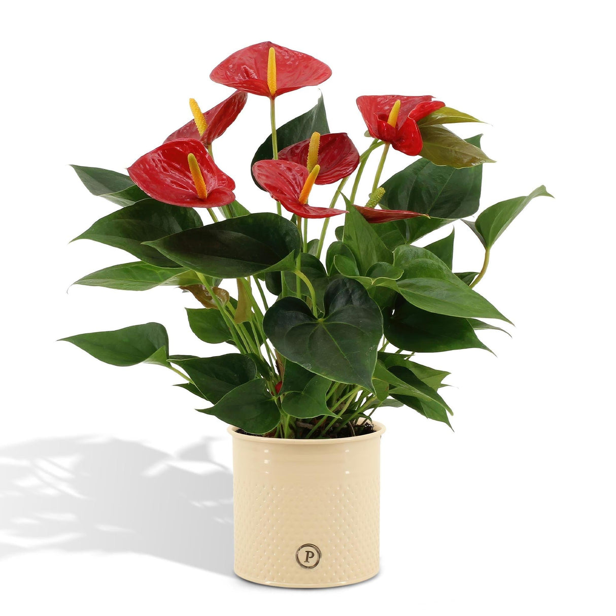 Livraison plante Anthurium andreanum Diamond Red et son pot