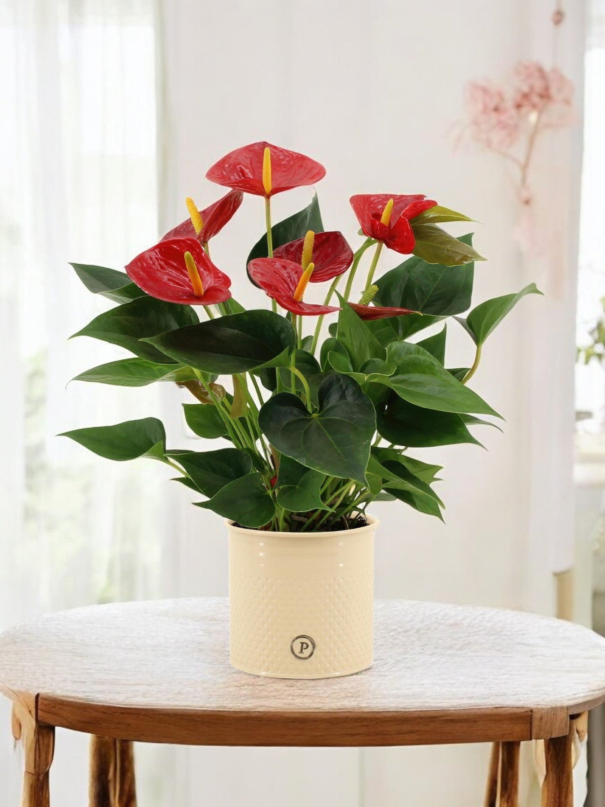 Livraison plante Anthurium andreanum Diamond Red et son pot