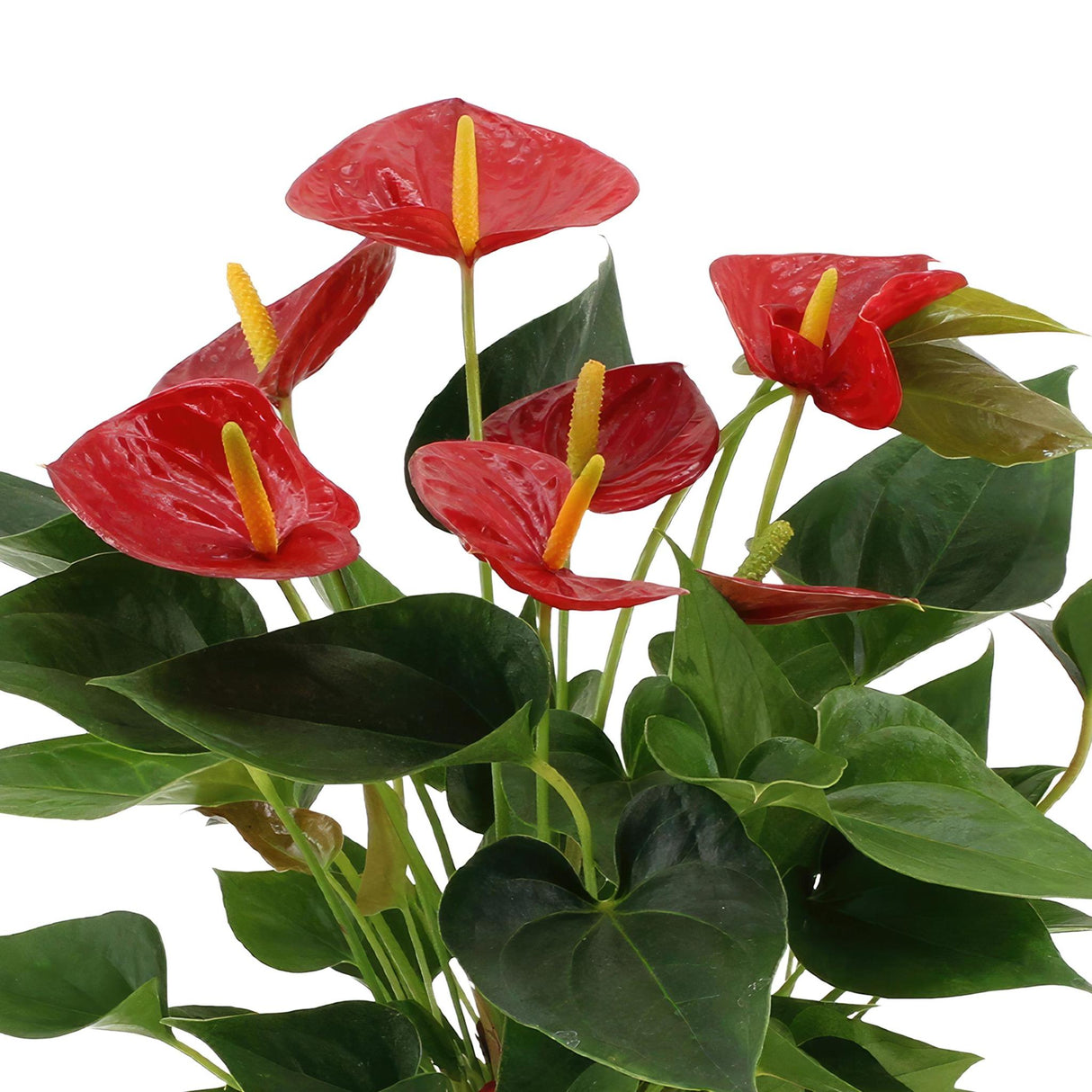 Livraison plante Anthurium andreanum Diamond Red + Pot