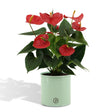 Livraison plante Anthurium andreanum Esudo + Pot