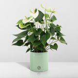 Livraison plante Anthurium andreanum Namora + Pot