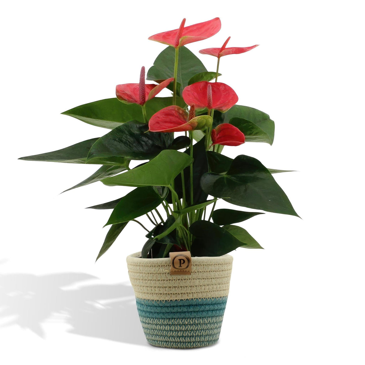 Anthurium andreanum Sweet Dream + Pot