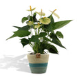 Livraison plante Anthurium andreanum Vanilla + Panier