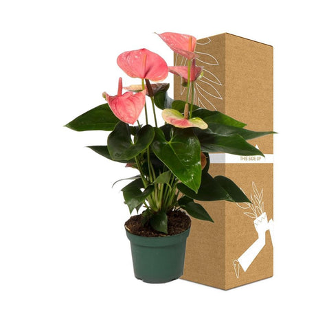 Livraison plante Anthurium pêche rosée