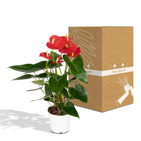 Livraison plante Anthurium Rouge