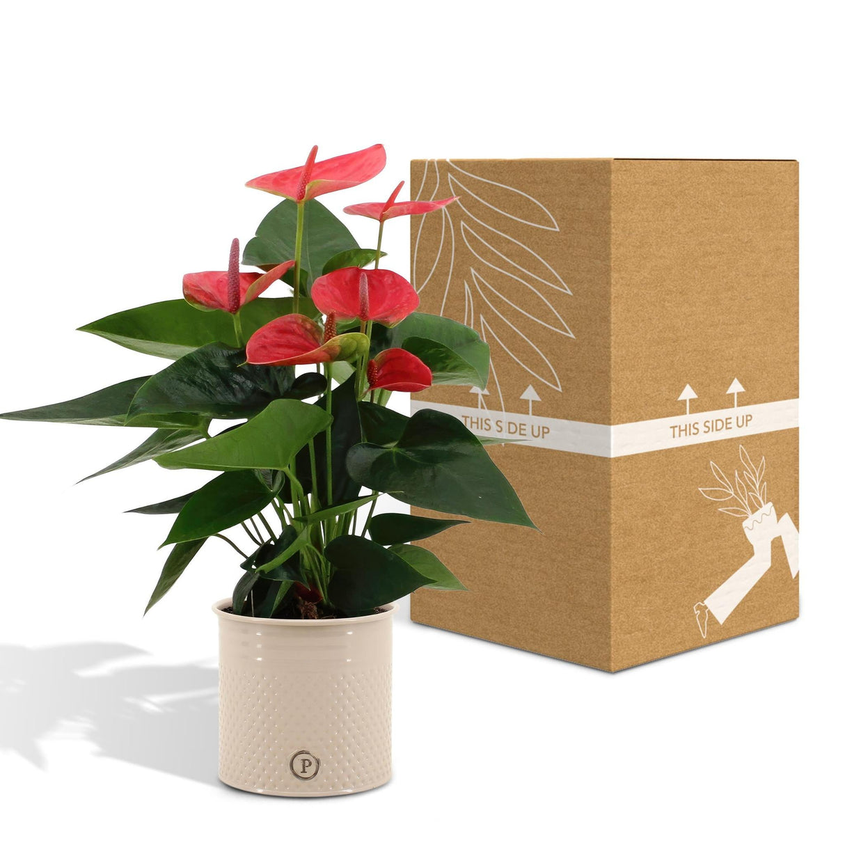 Livraison plante Anthurium rouge et son pot crème