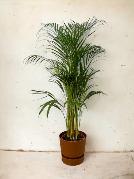 Livraison plante Areca palm - ↨110cm - Ø21cm Pot Elho marron inclus