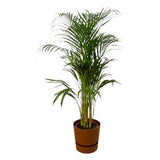 Livraison plante Areca palm - ↨110cm - Ø21cm Pot Elho marron inclus