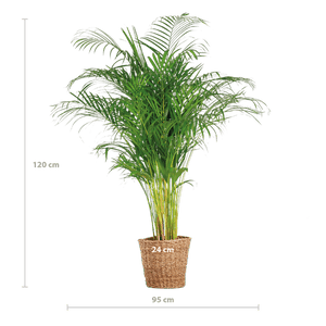 Livraison plante Areca Palm XL et son pot