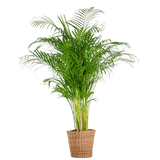 Livraison plante Areca Palm XL et son pot