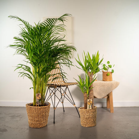 Livraison plante Areca, Yucca, duo de plantes h130cm