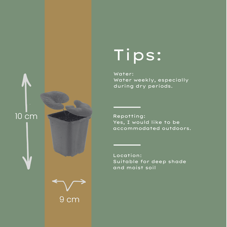 Livraison plante Asaret