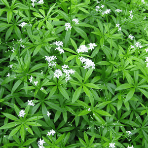 Livraison plante Aspérule odorante