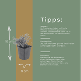 Livraison plante Aspérule odorante