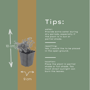 Livraison plante Aspérule odorante