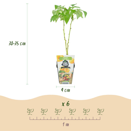 Livraison plante Assortiment fruitier – Lot de 3 – Pot 9 cm