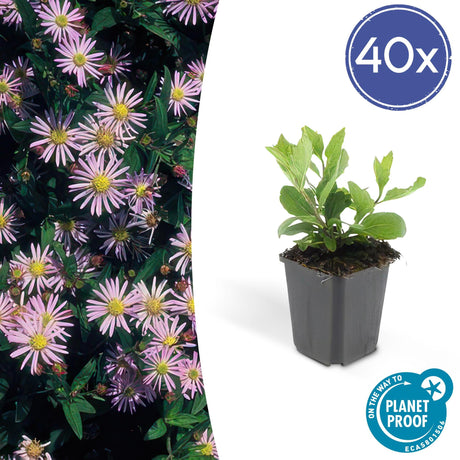 Livraison plante Aster ageratoides Asran