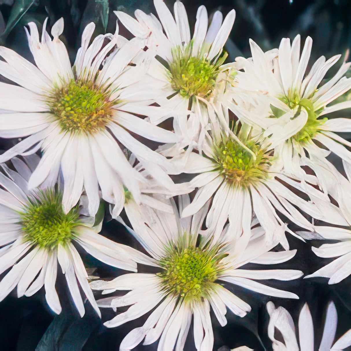 Livraison plante Aster du Japon 'Ashvi'