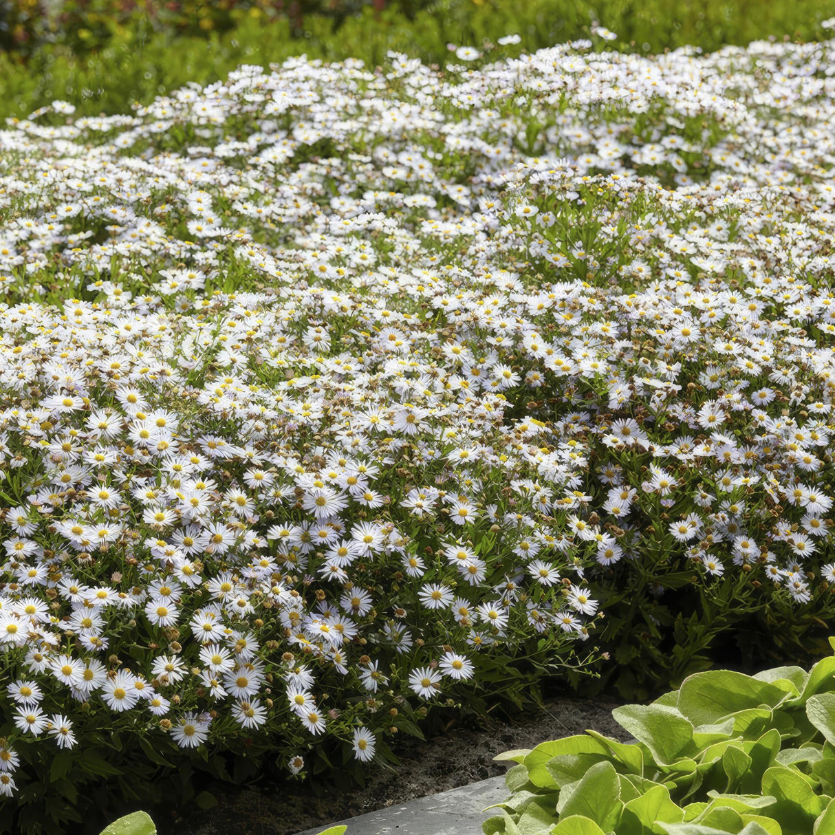 Livraison plante Aster du Japon 'Ashvi'