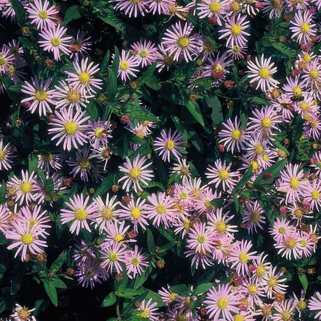 Livraison plante Aster du Japon 'Asran'